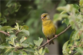<p>ZVONEK ZELENÝ (Carduelis chloris) Slovensko - Volovské vrchy - Hnilčík---- /European greenfinch - Grünfink/</p>